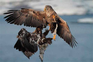 Sju ledige plassar på juniorleiren i Austevoll